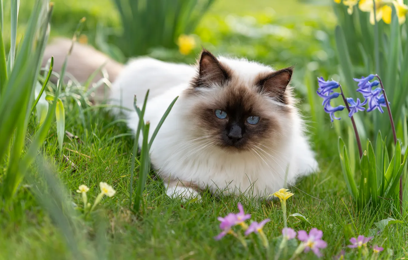 Photo wallpaper cat, grass, look, flowers, muzzle, Ragdoll