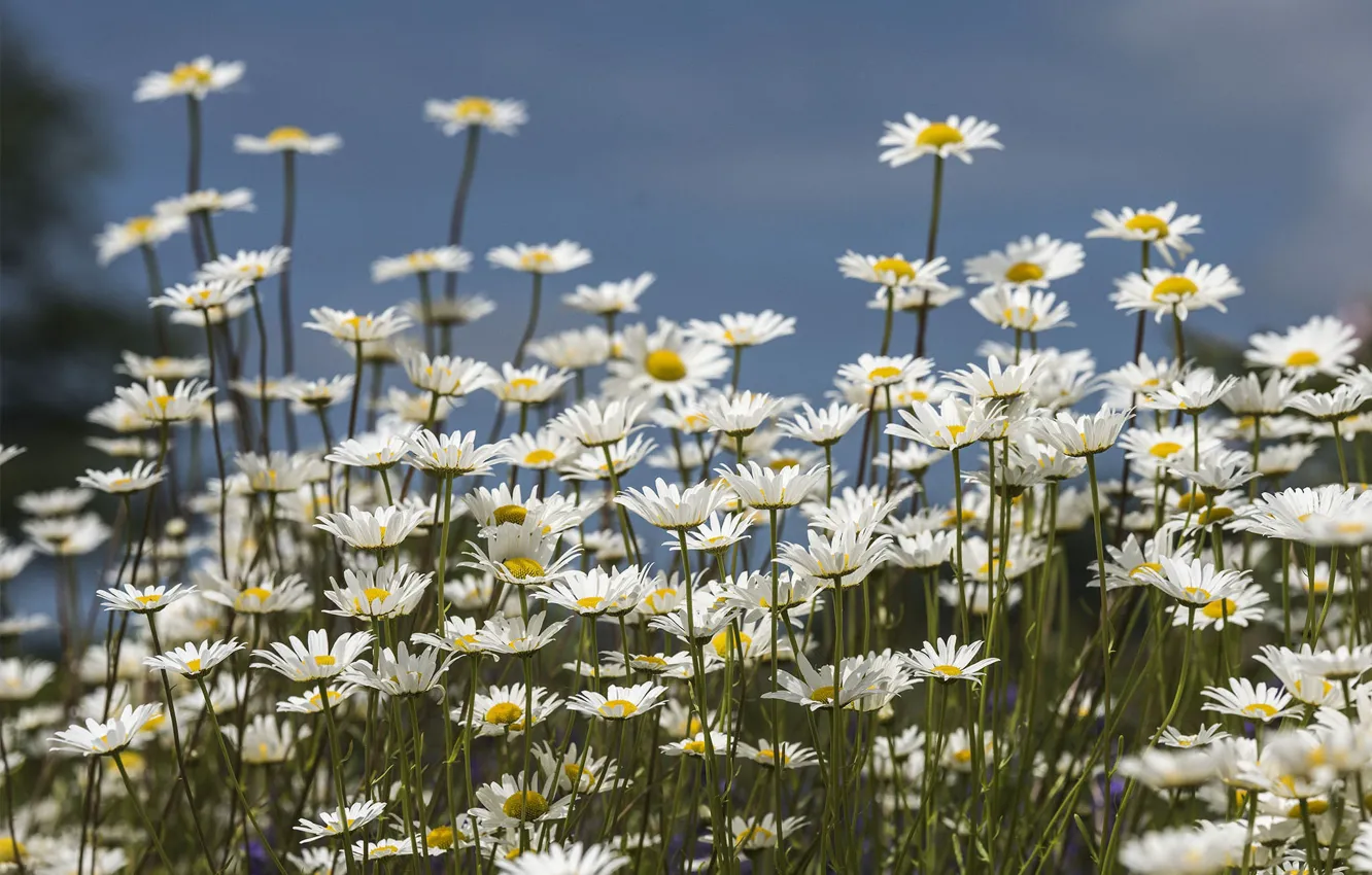 Photo wallpaper flowers, Chamomile, clearing, flowering