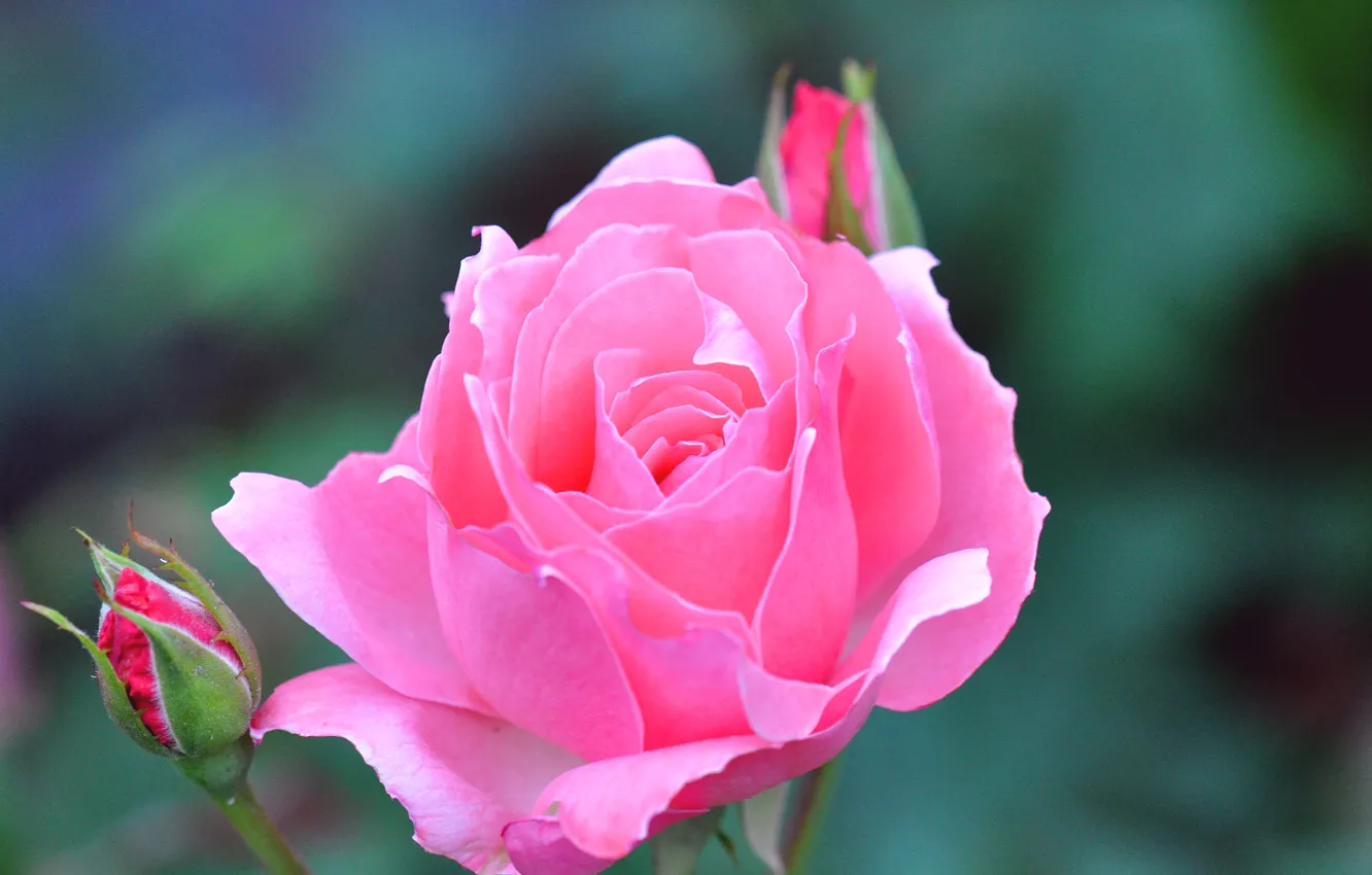 Photo wallpaper flowers, roses, buds