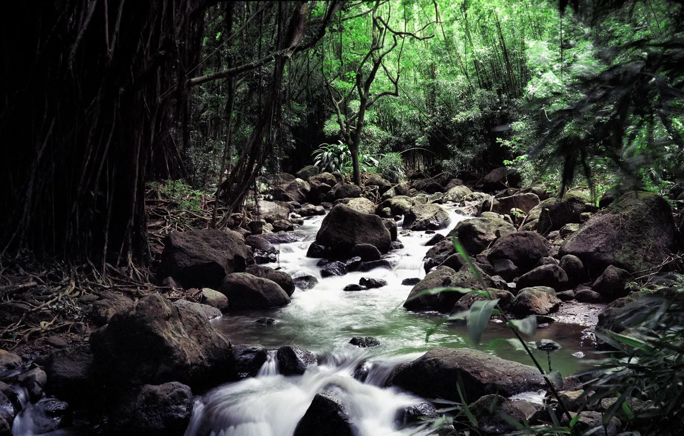 Photo wallpaper forest, water, trees, river, stream