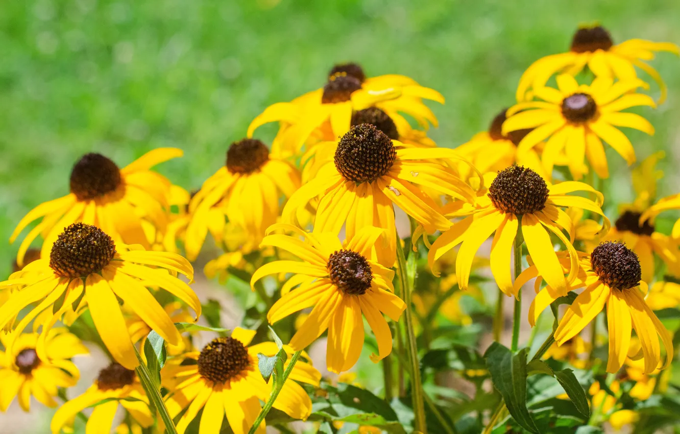 Photo wallpaper flowers, yellow, garden, rudbeckia