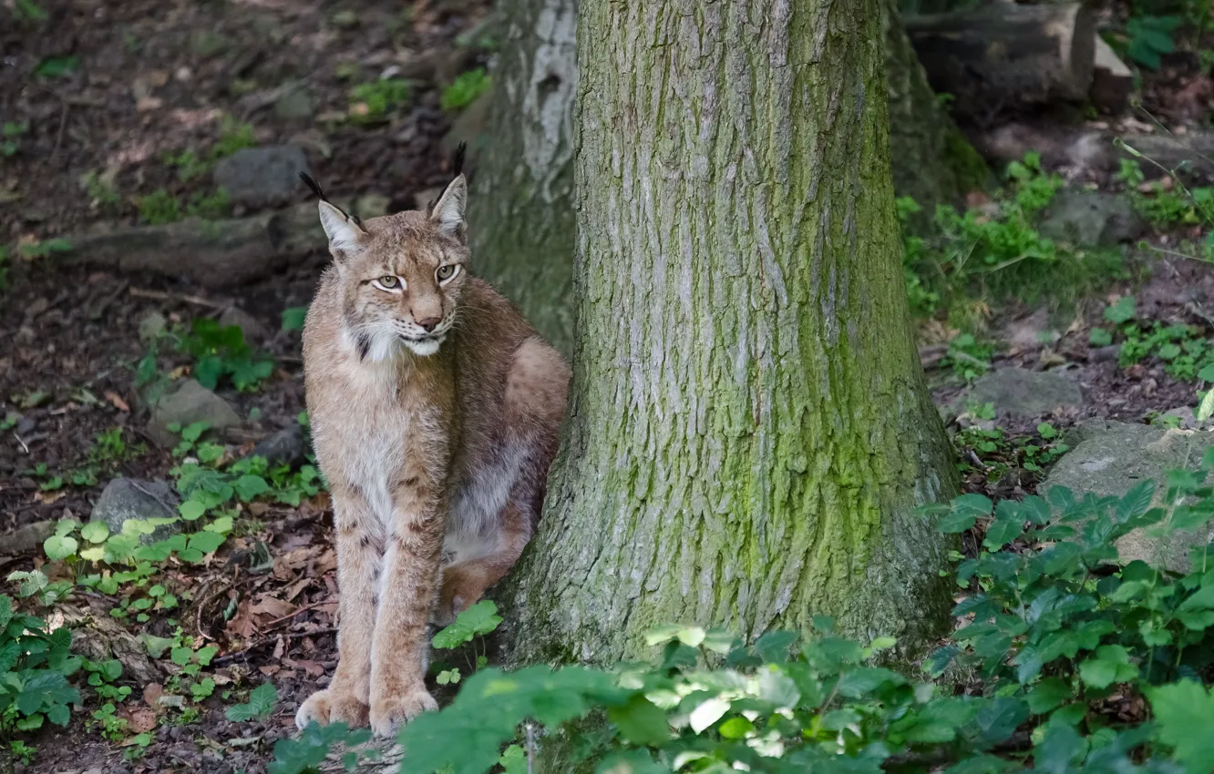 Photo wallpaper cat, grass, tree, lynx