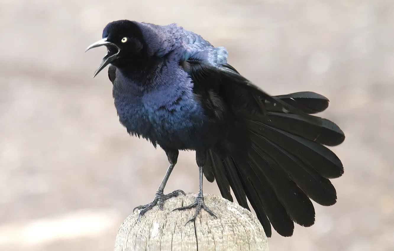 Photo wallpaper bird, feathers, tail, grey background