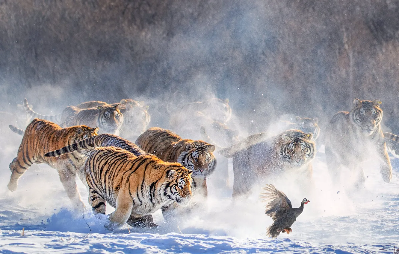 Photo wallpaper winter, snow, tiger, bird, hunting, tigers