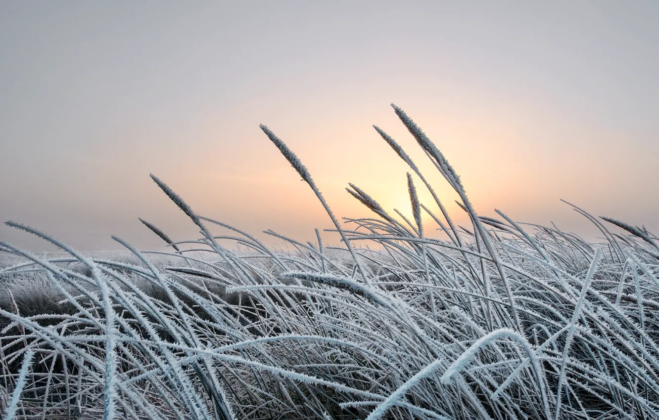 Photo wallpaper cold, winter, frost, grass, nature