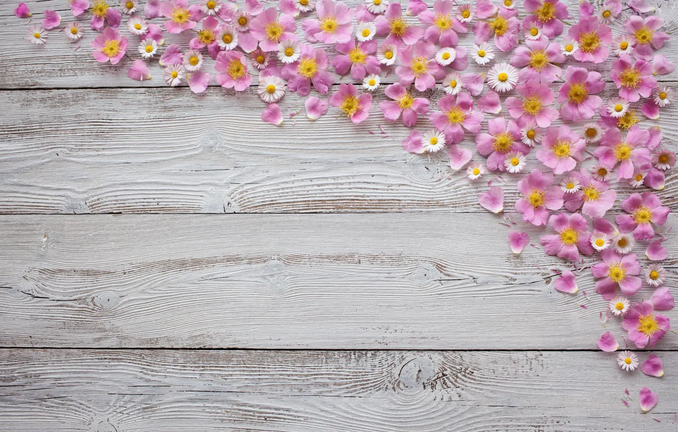 Photo wallpaper flowers, background, Board, chamomile, wood, Tachinska Marina