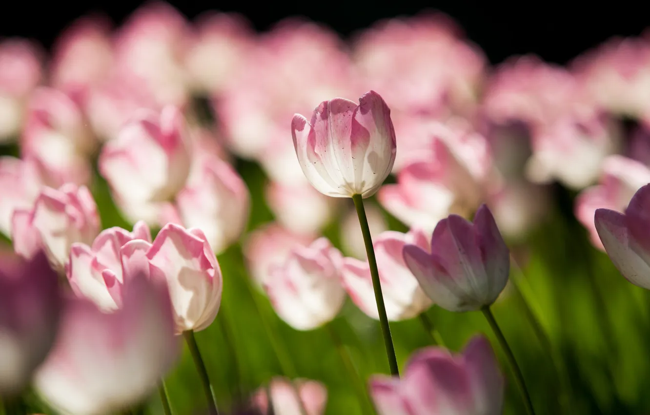 Photo wallpaper light, flowers, spring, tulips, pink, buds, flowerbed, bokeh