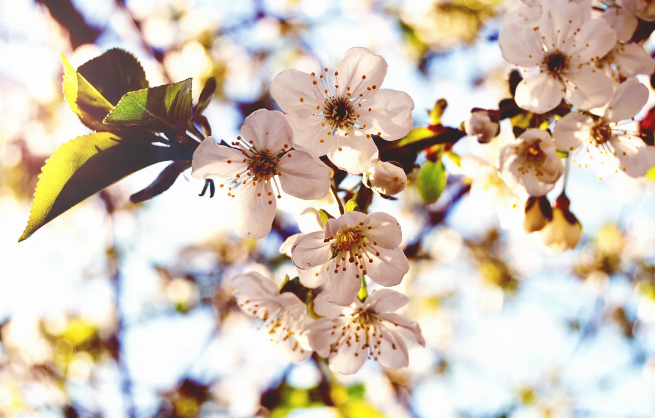 Photo wallpaper macro, flowers, cherry, glare, branch, spring, flowering
