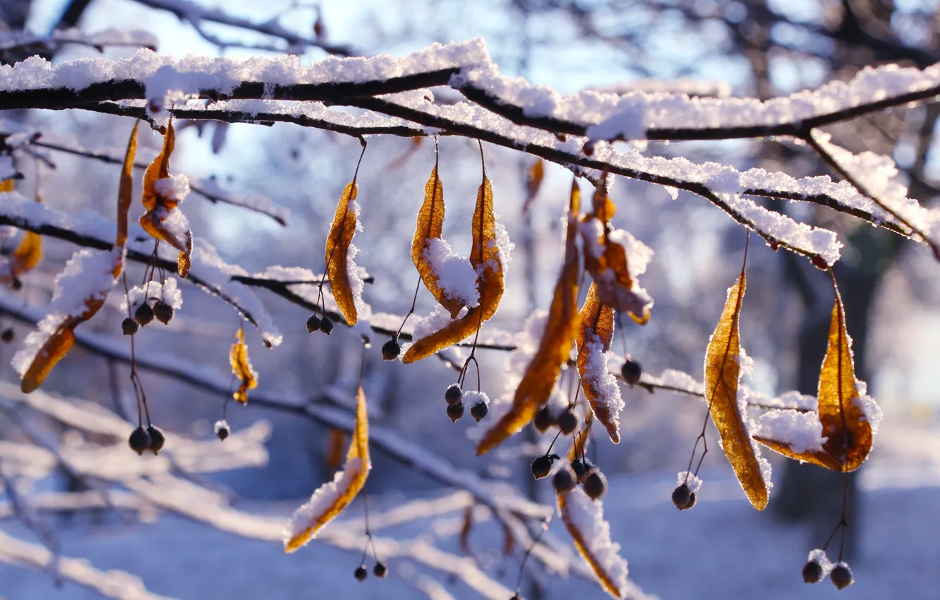 Photo wallpaper winter, snow, twig