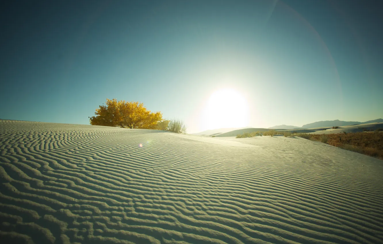 Photo wallpaper sand, the sun, trees, landscape, photo, desert, the bushes, places