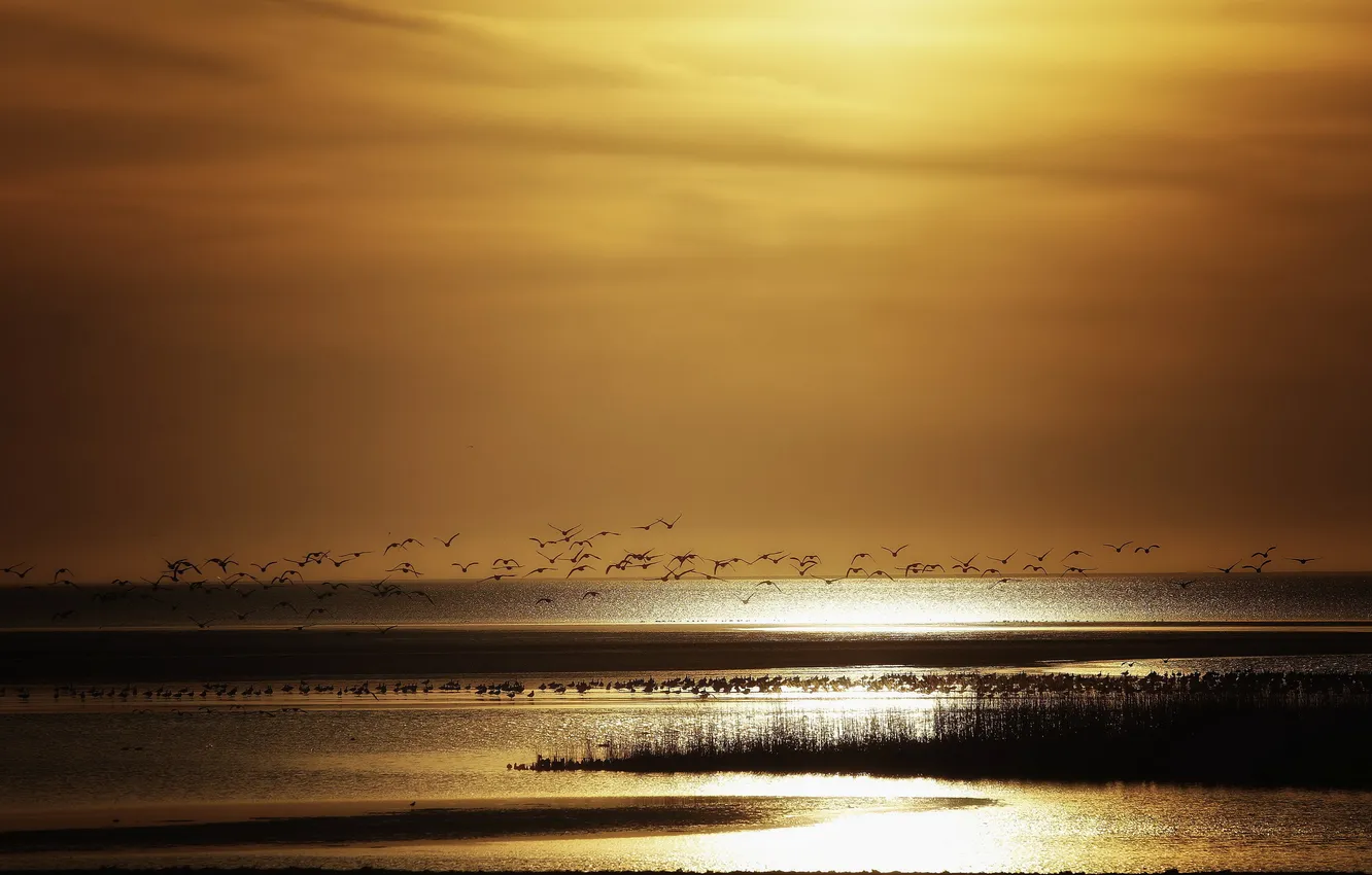 Photo wallpaper sea, sunset, birds