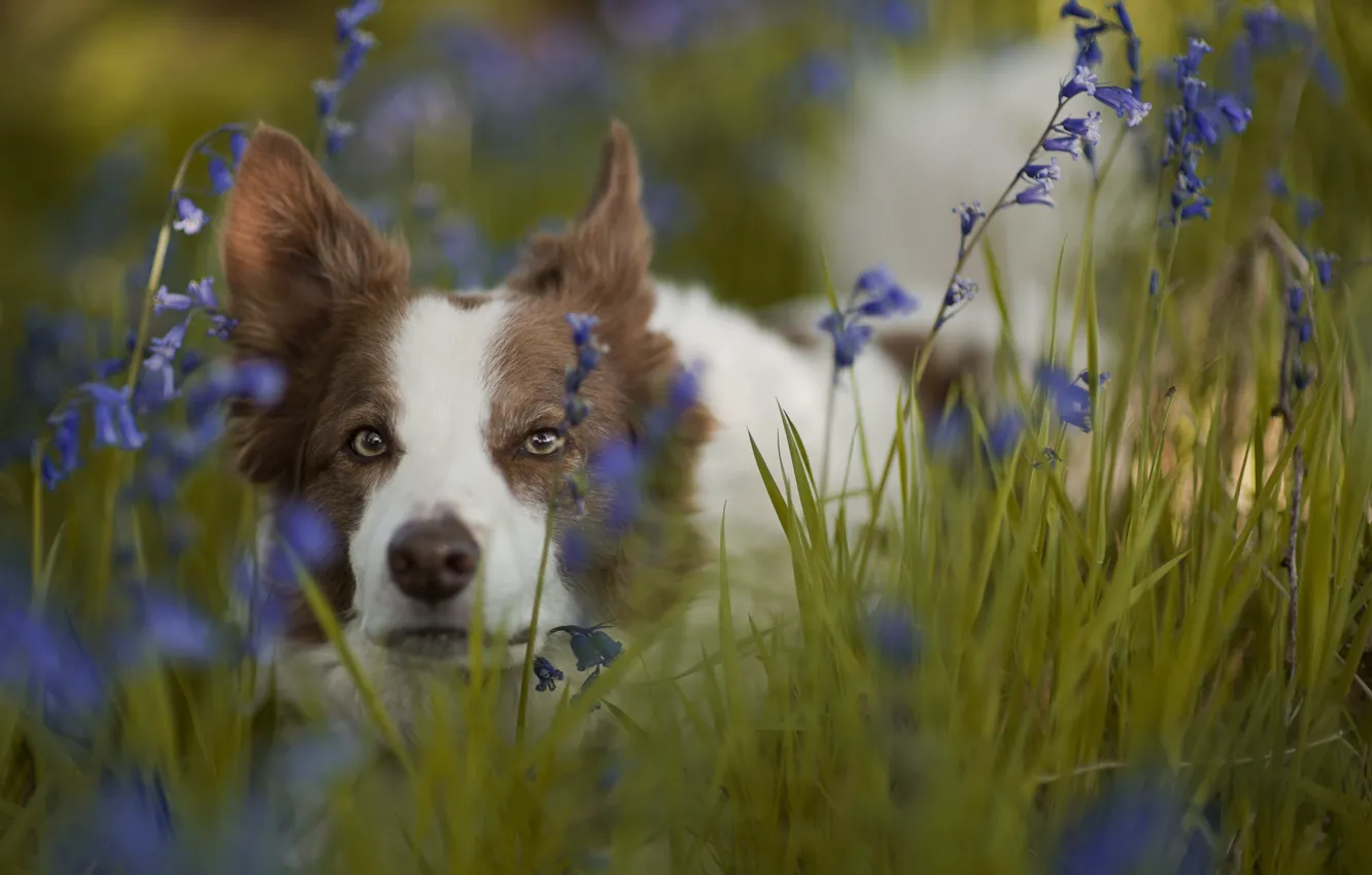 Photo wallpaper grass, look, face, flowers, dog, bells, the border collie