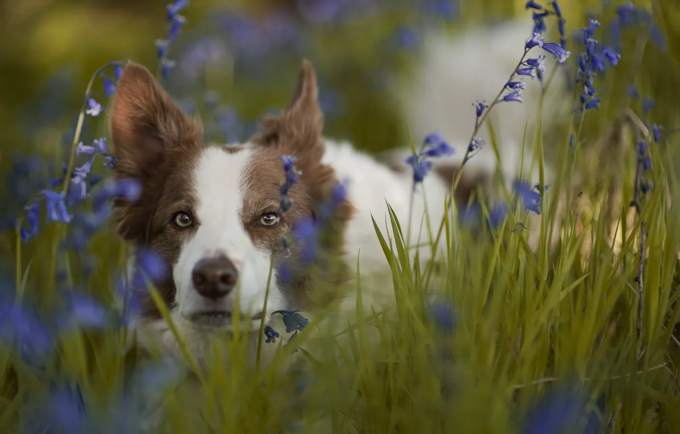 Photo wallpaper grass, look, face, flowers, dog, bells, The border collie