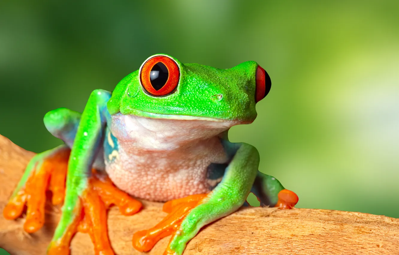Photo wallpaper eyes, green, animal, frog