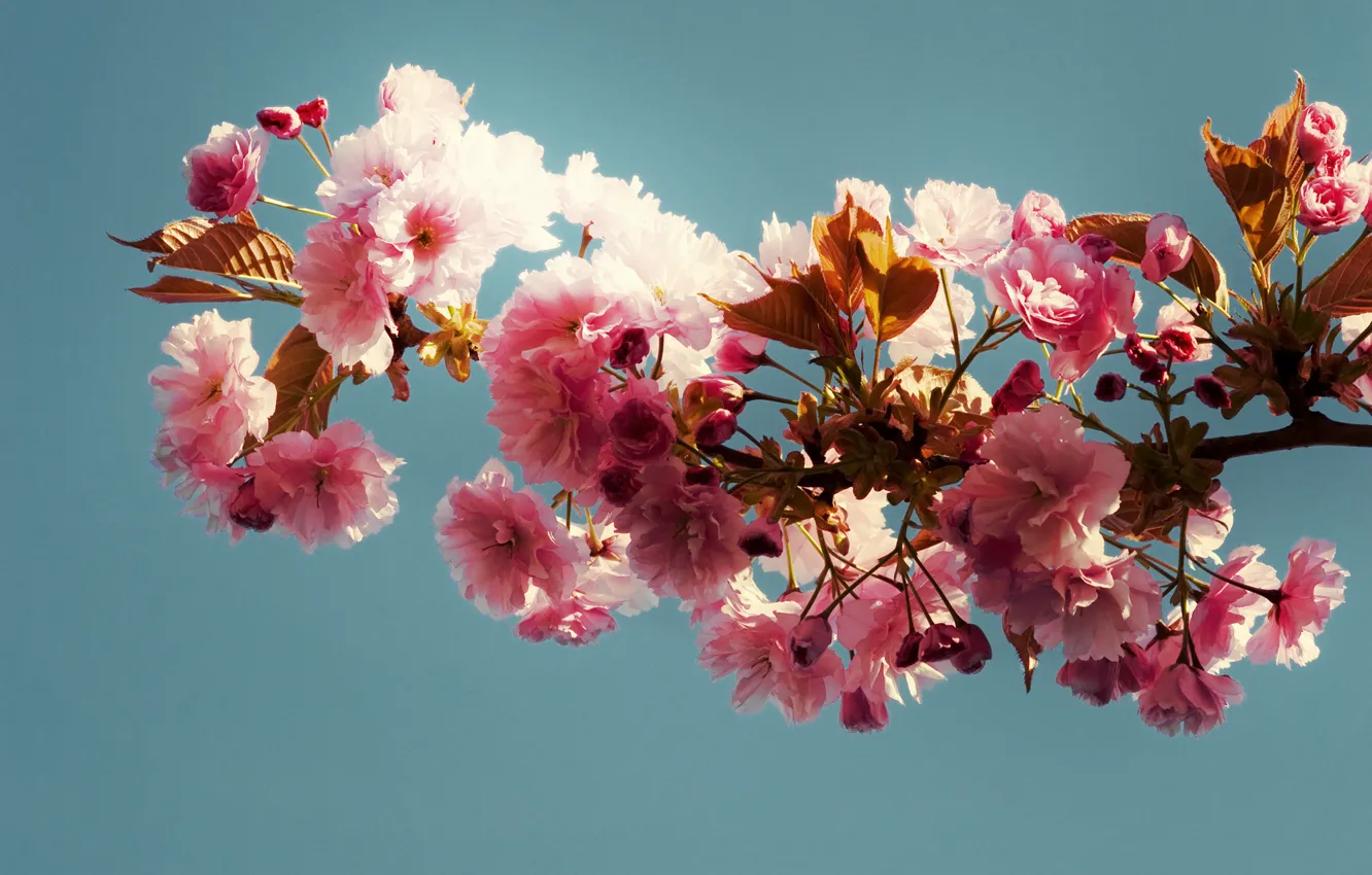 Photo wallpaper leaves, background, branch, Blue, pink flowers