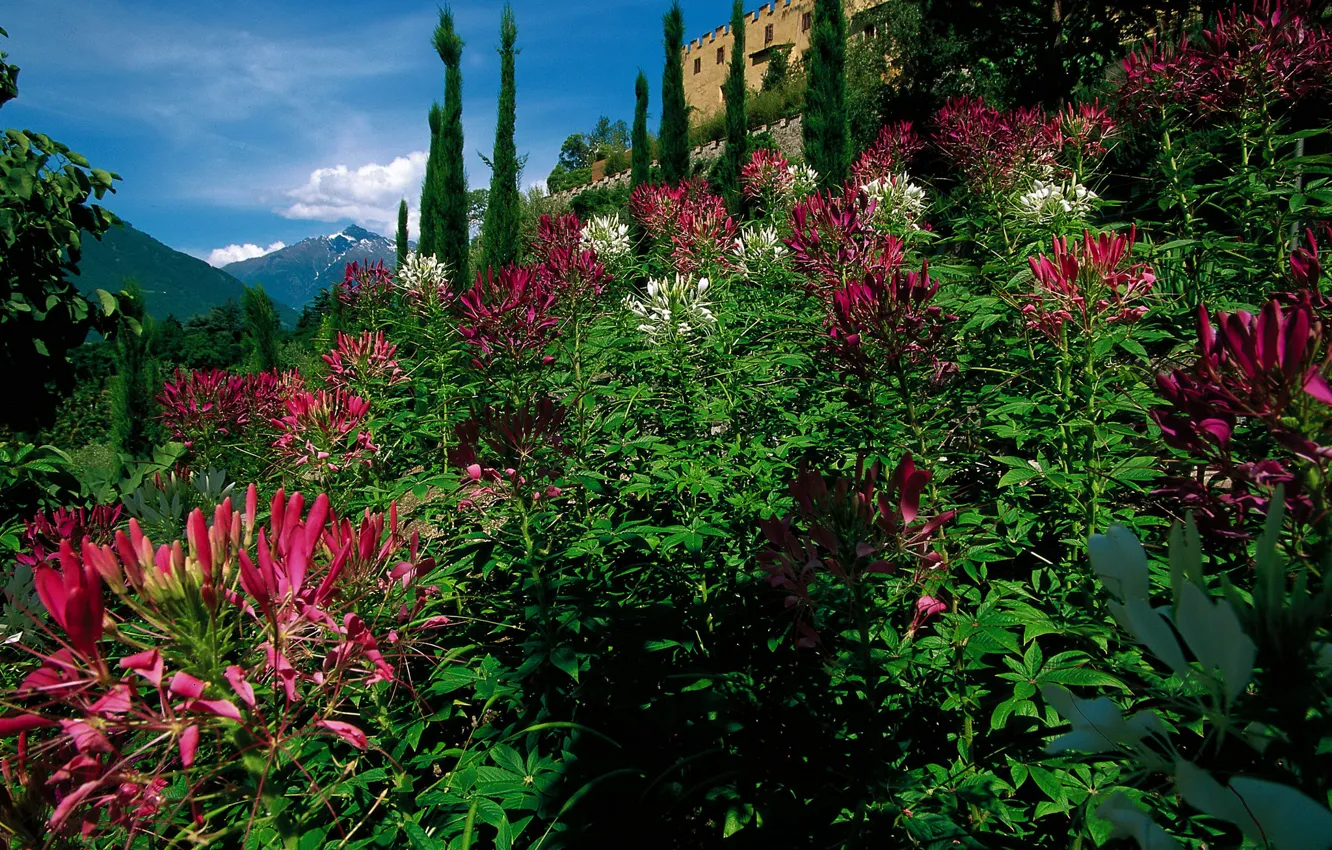 Photo wallpaper trees, flowers, mountains, castle, garden, Italy, the bushes, Merano
