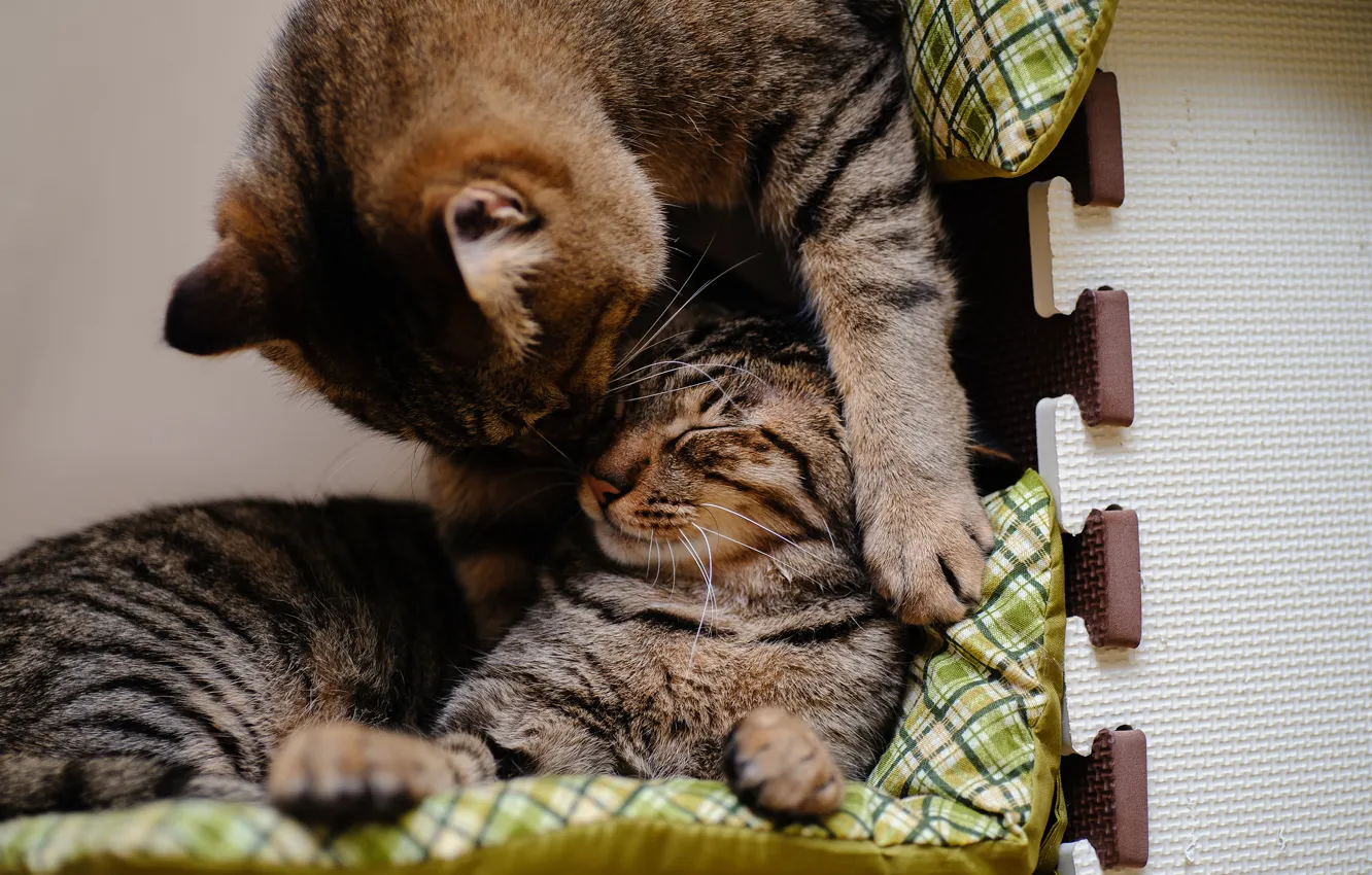 Photo wallpaper cat, cat, sleeping, plays