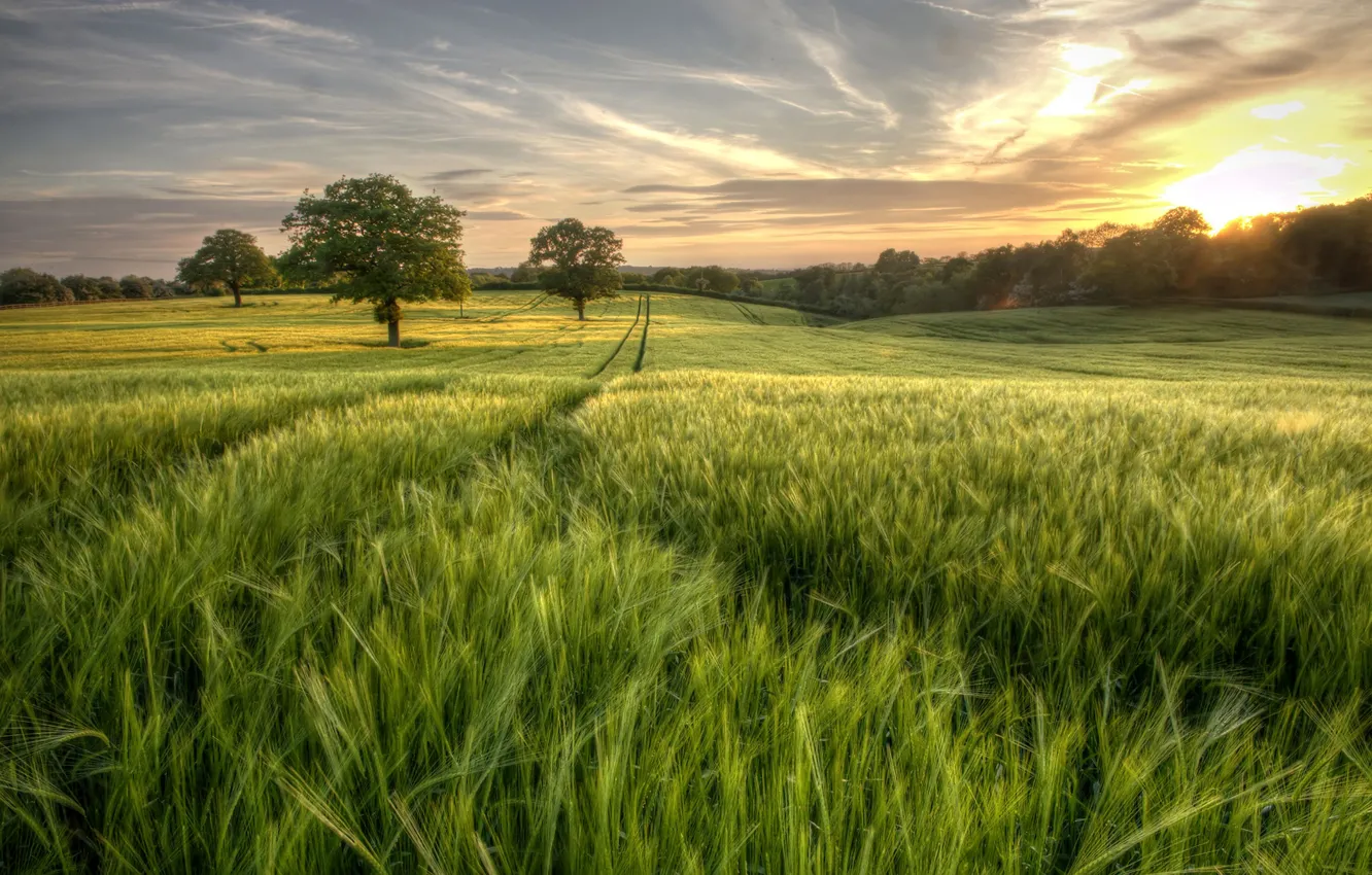Photo wallpaper greens, field, forest, summer, the sky, grass, the sun, trees