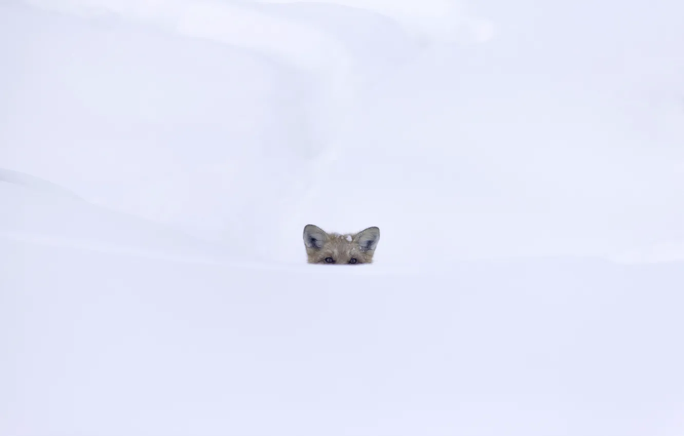 Photo wallpaper white, eyes, snow, Fox, looking