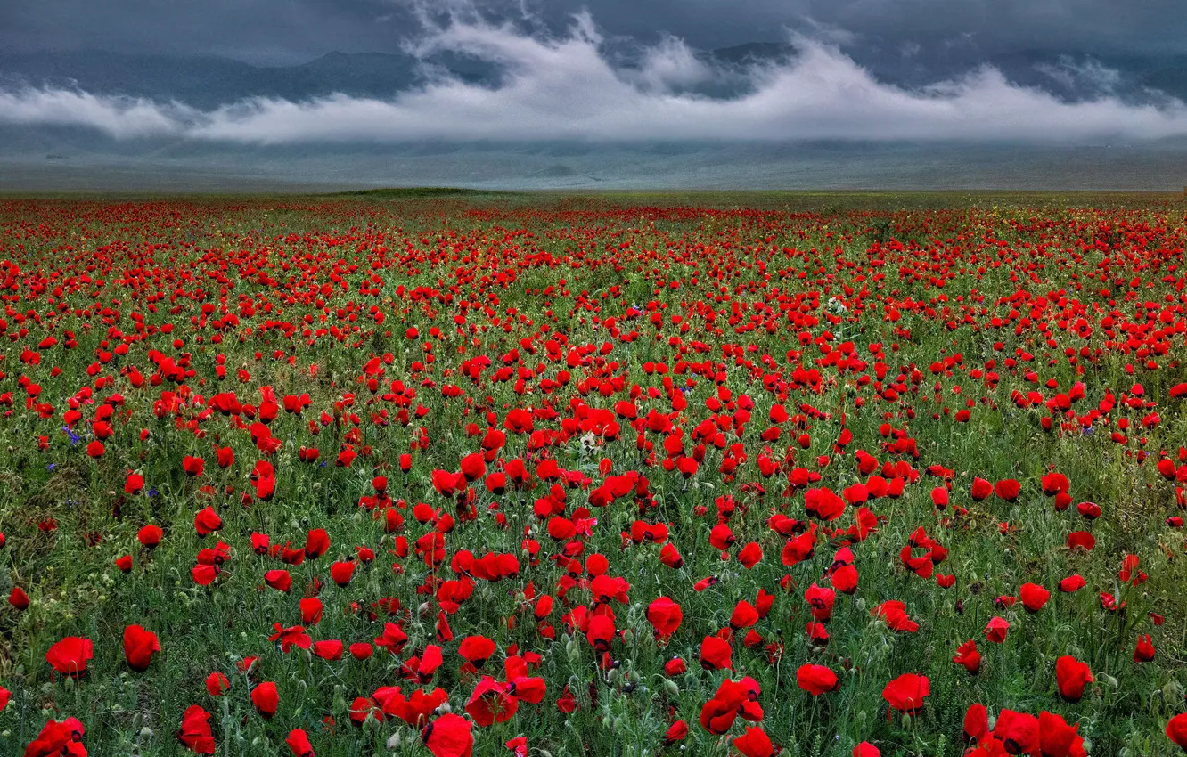 Photo wallpaper flowers, red, Maki, meadow, poppy field