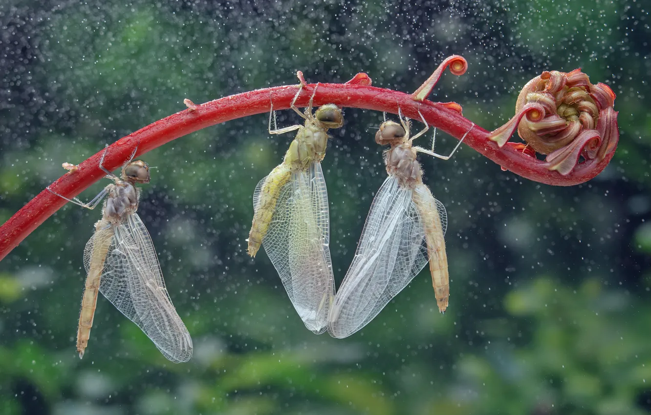 Photo wallpaper drops, macro, red, transparent, background, rain, plant, dragonfly