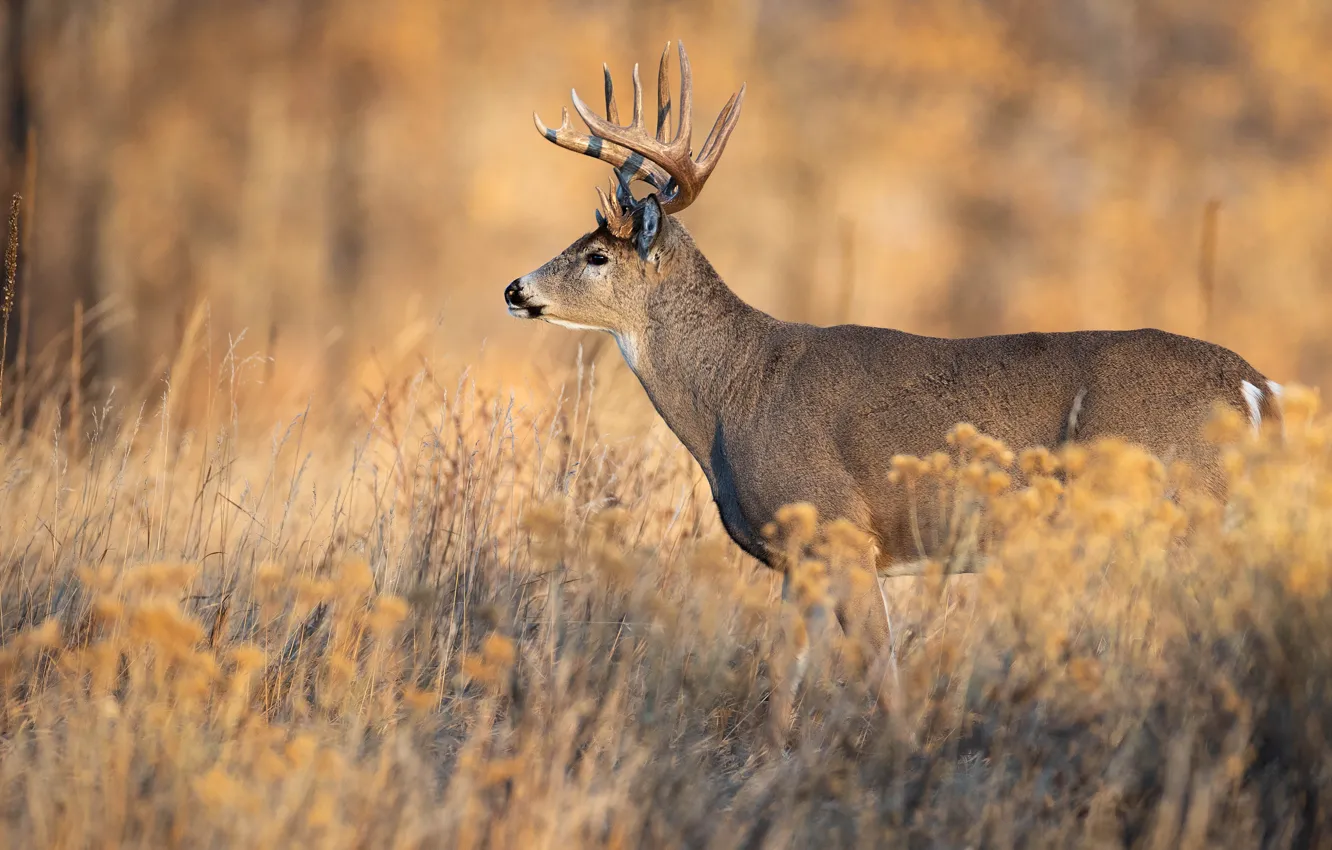 Photo wallpaper autumn, grass, light, nature, glade, deer, profile
