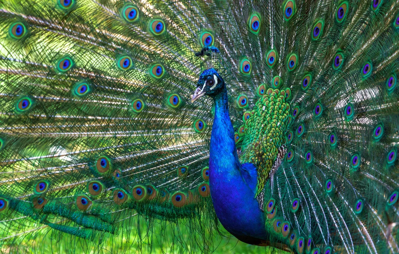 Photo wallpaper bird, portrait, feathers, tail, peacock
