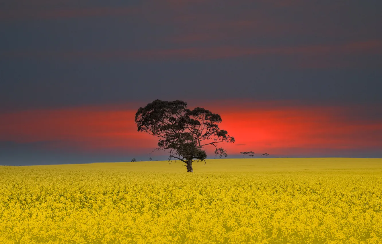 Photo wallpaper field, trees, sunset, nature, rape