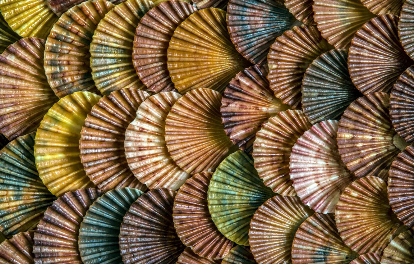 Photo wallpaper texture, scales, shell
