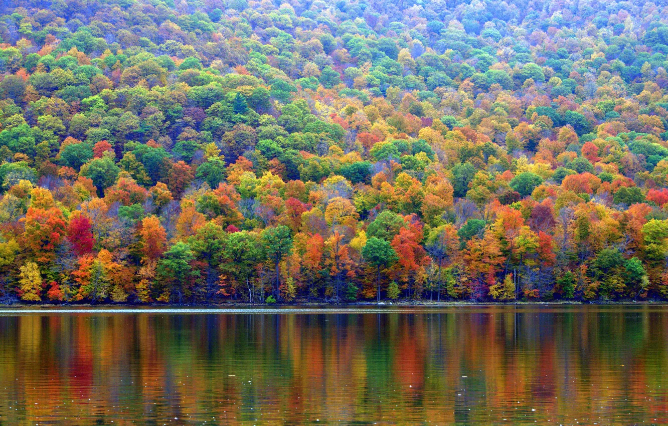 Photo wallpaper autumn, forest, trees, lake, slope