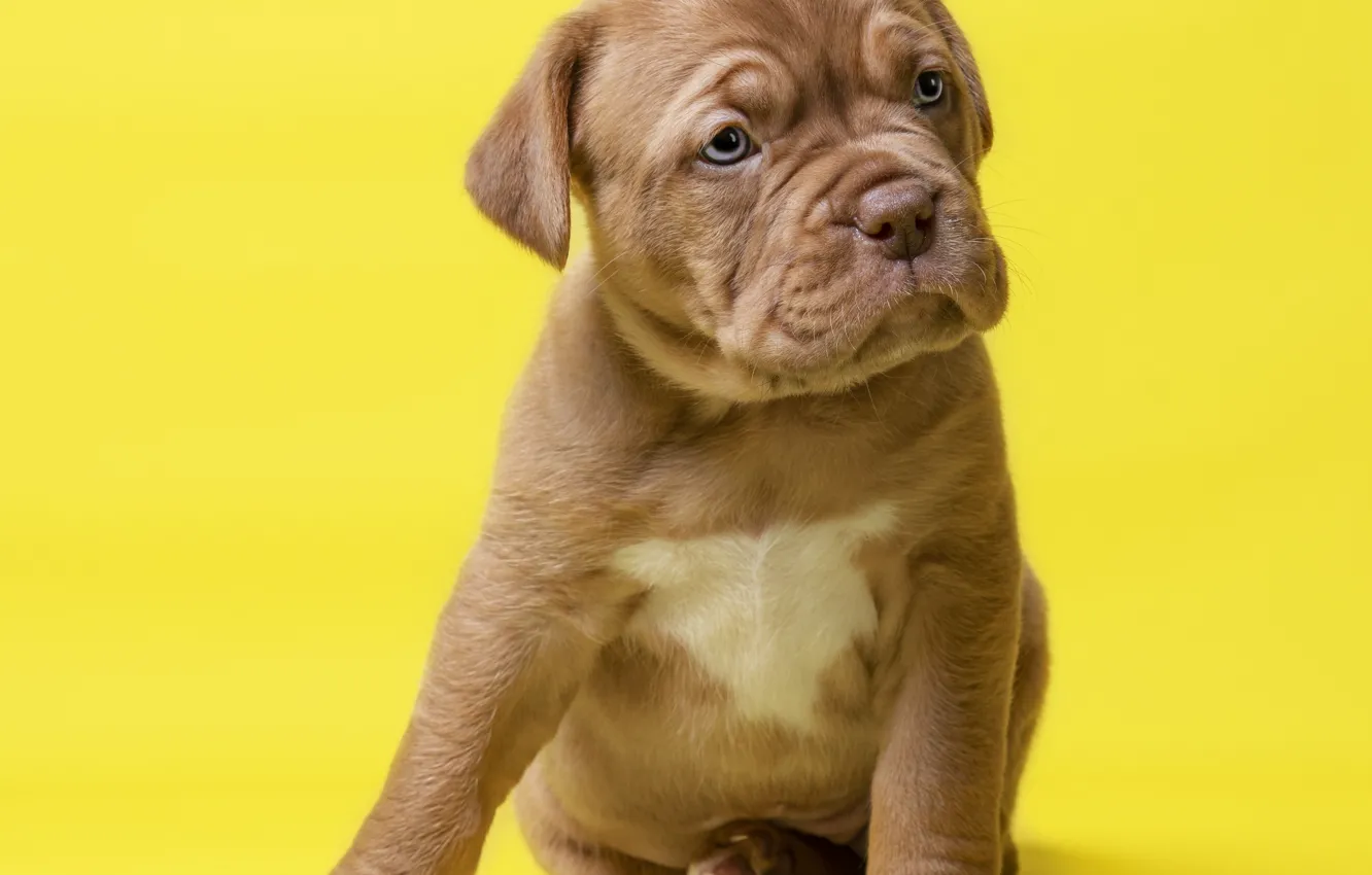 Photo wallpaper look, pose, background, dog, baby, puppy, face, sitting