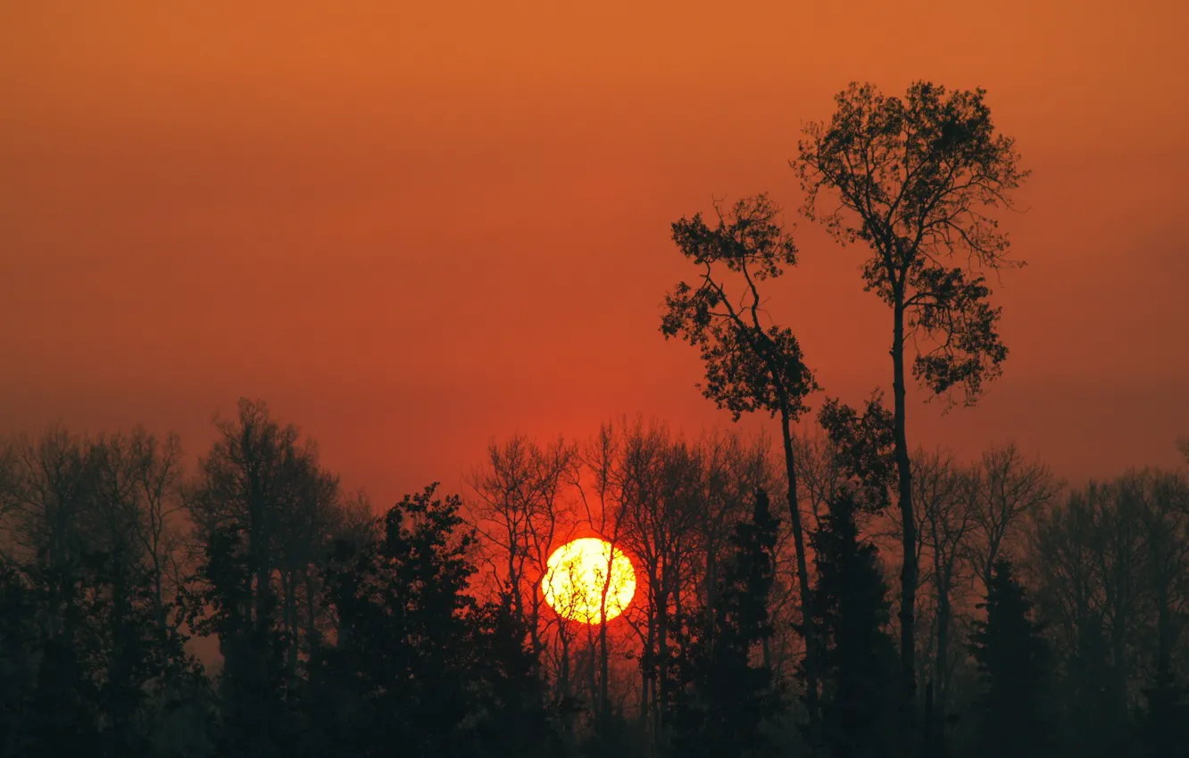 Photo wallpaper the sun, trees, sunset
