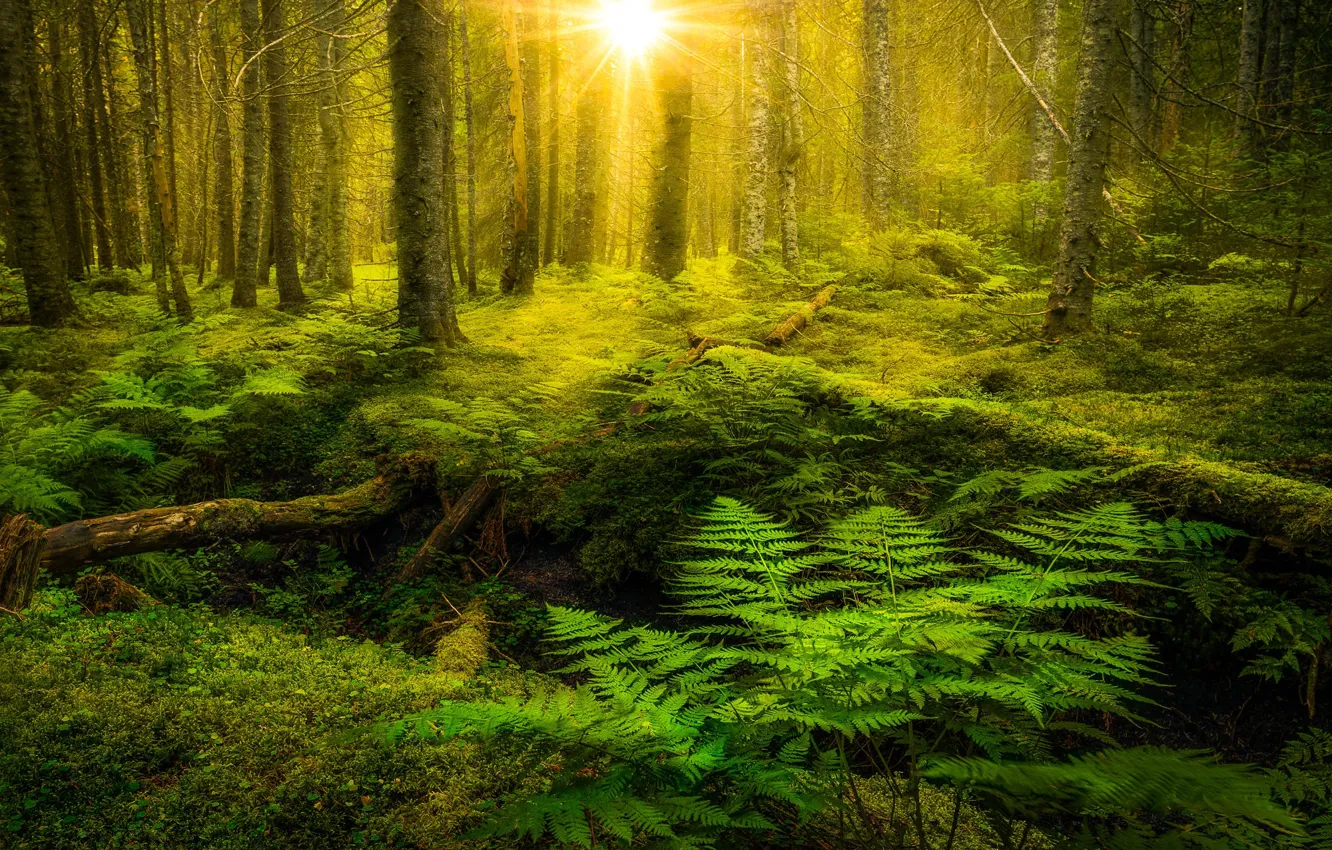 Photo wallpaper greens, forest, summer, the sun, light, trees, thickets, log