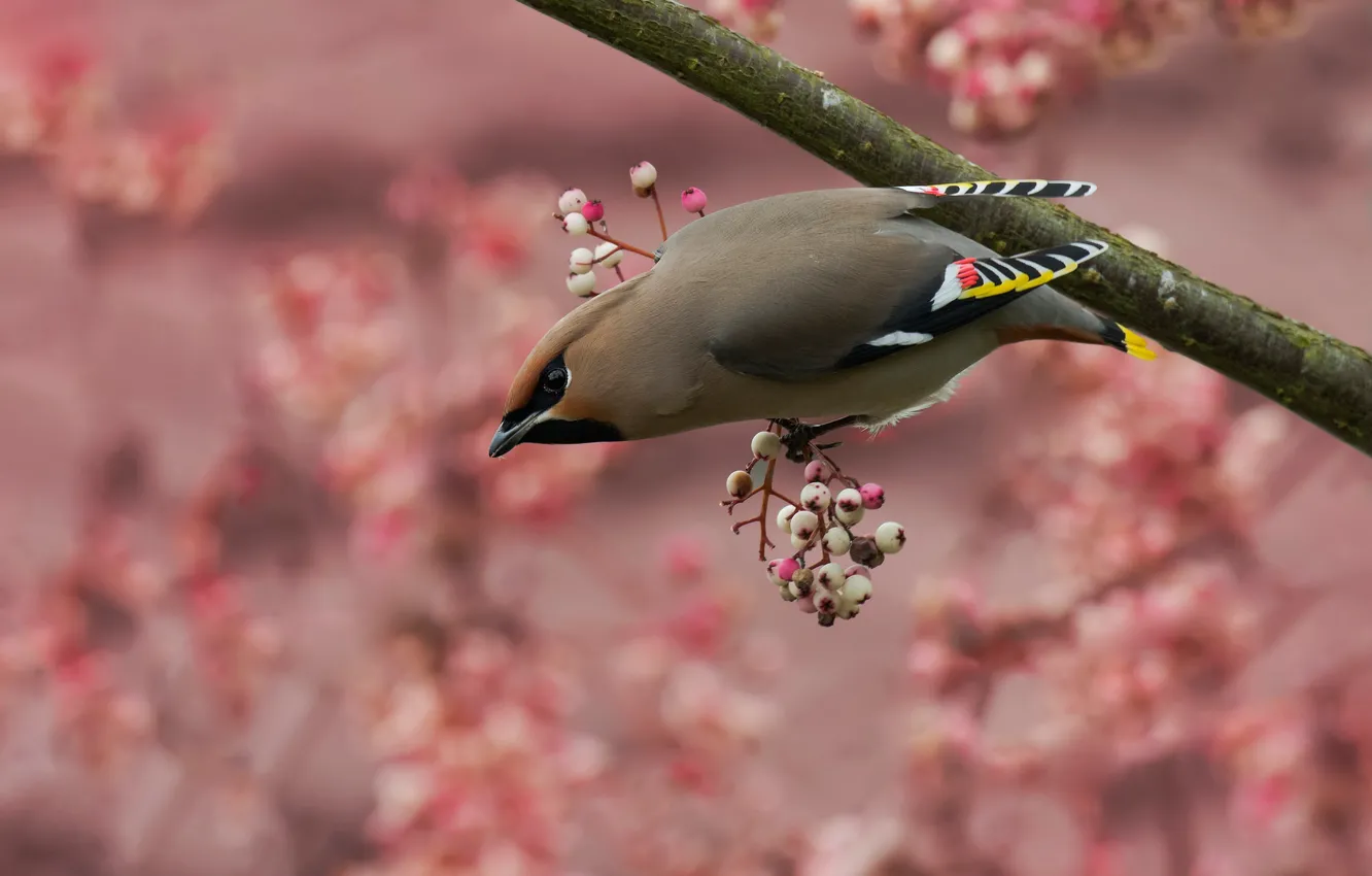 Photo wallpaper branches, berries, grey, background, bird, fruit, pink, bird