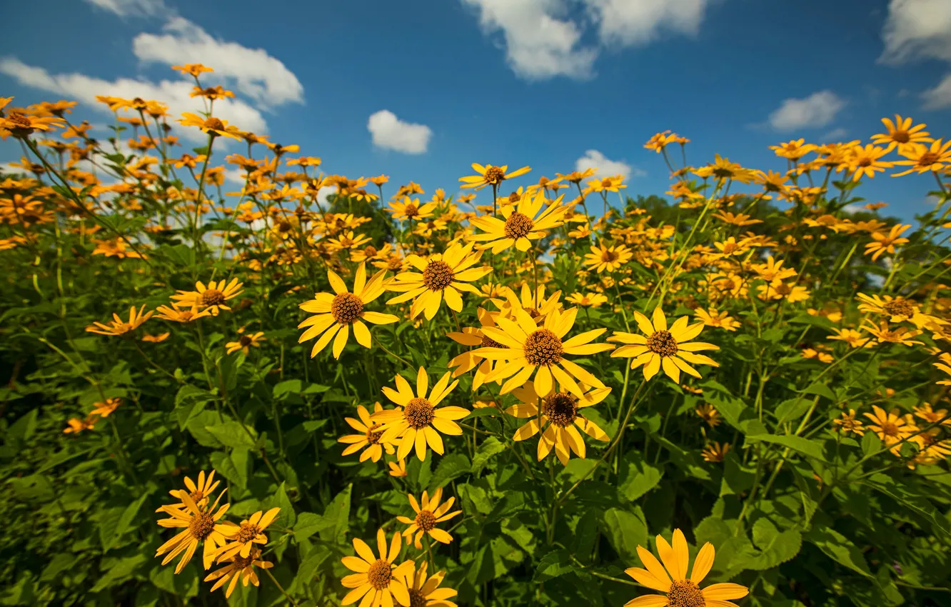 Photo wallpaper summer, the sky, clouds, flowers, blue, bright, yellow, the bushes