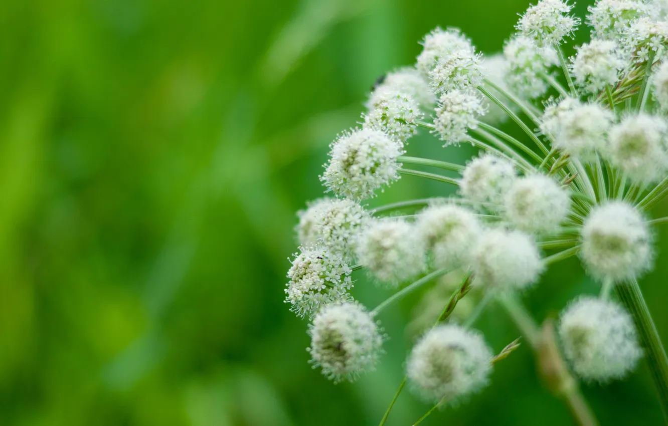 Photo wallpaper grass, macro, nature