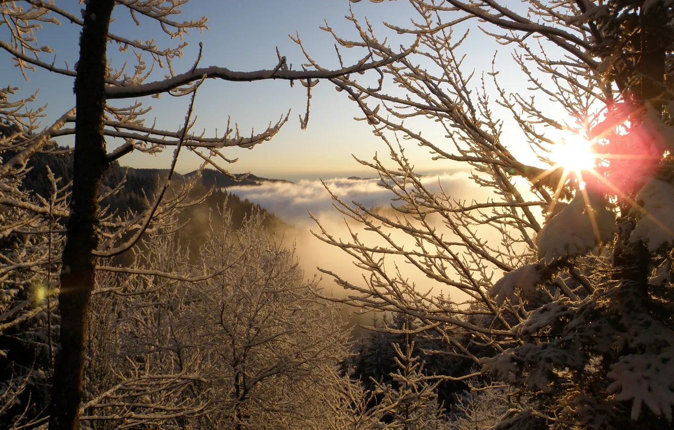 Photo wallpaper winter, frost, the sun, rays, snow, tree, branch