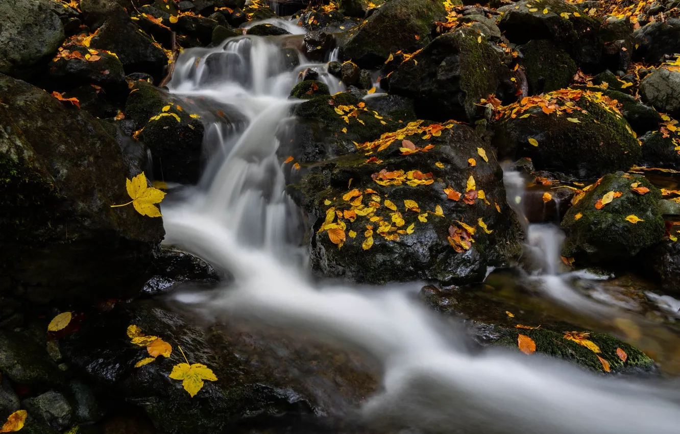 Photo wallpaper autumn, stream, stones, river, cascade, fallen leaves, Bulgaria, Bulgaria
