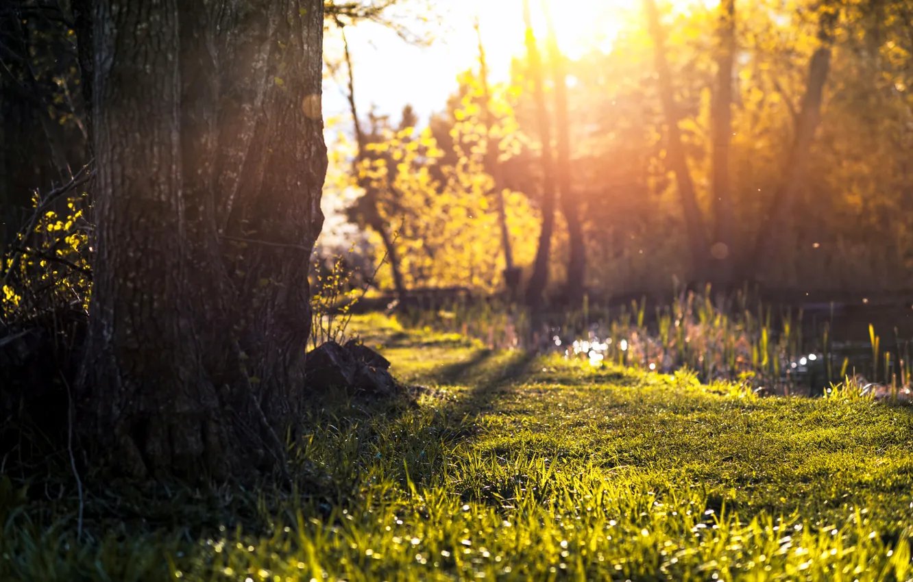 Wallpaper Greens Summer Grass Leaves The Sun Light Nature Tree