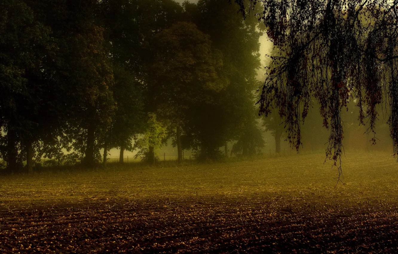 Photo wallpaper field, autumn, trees, fog, branch, arable land
