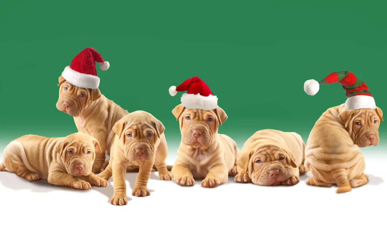 Photo wallpaper dogs, puppies, Christmas hats, shar pei