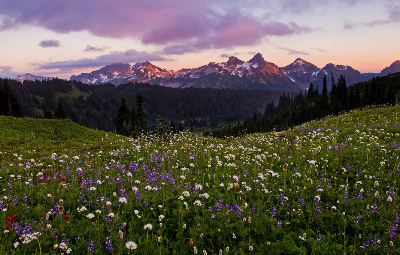 Photo wallpaper field, forest, flowers, mountains, meadow, field, lupins, phacelia