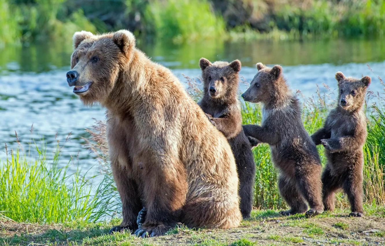 Photo wallpaper river, bear, bear, stand, grizzly, bear, Trinity