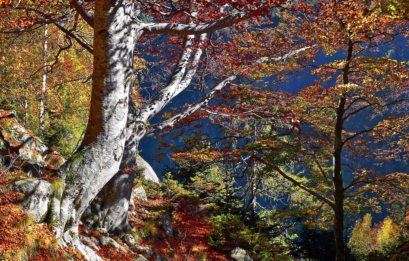 Photo wallpaper autumn, leaves, trees, lake, Italy, Lombardy