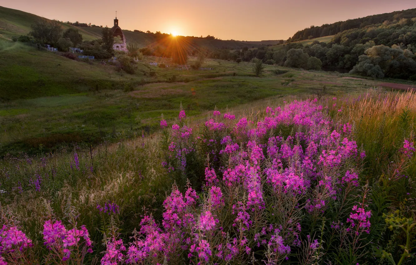 Photo wallpaper field, forest, summer, sunset, flowers, dawn, hills, slope