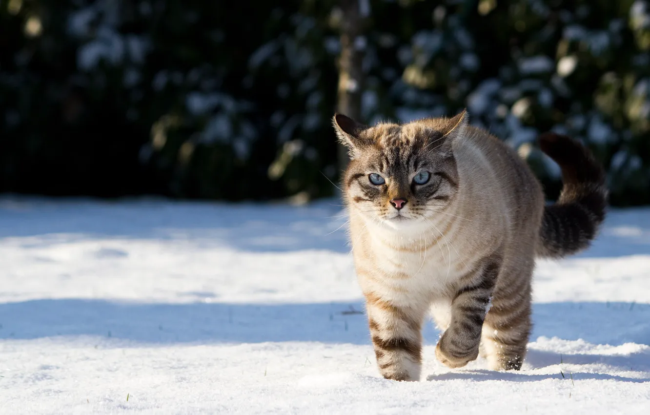 Photo wallpaper winter, cat, cat, snow, nature, shadow