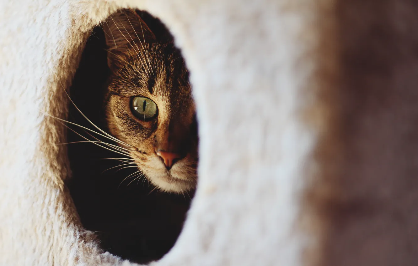 Photo wallpaper cat, mustache, eyes, Peeps