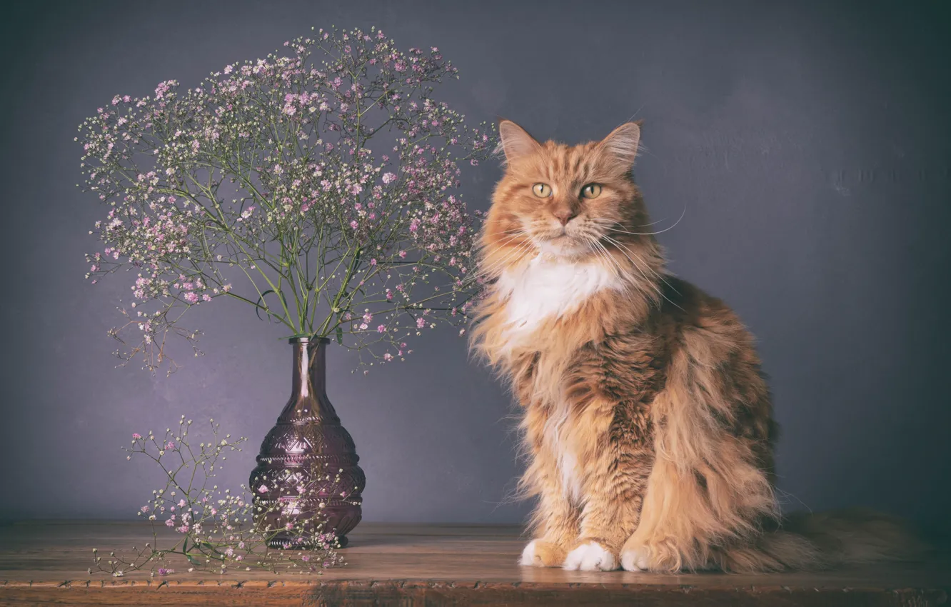 Photo wallpaper cat, cat, table, bouquet, sitting