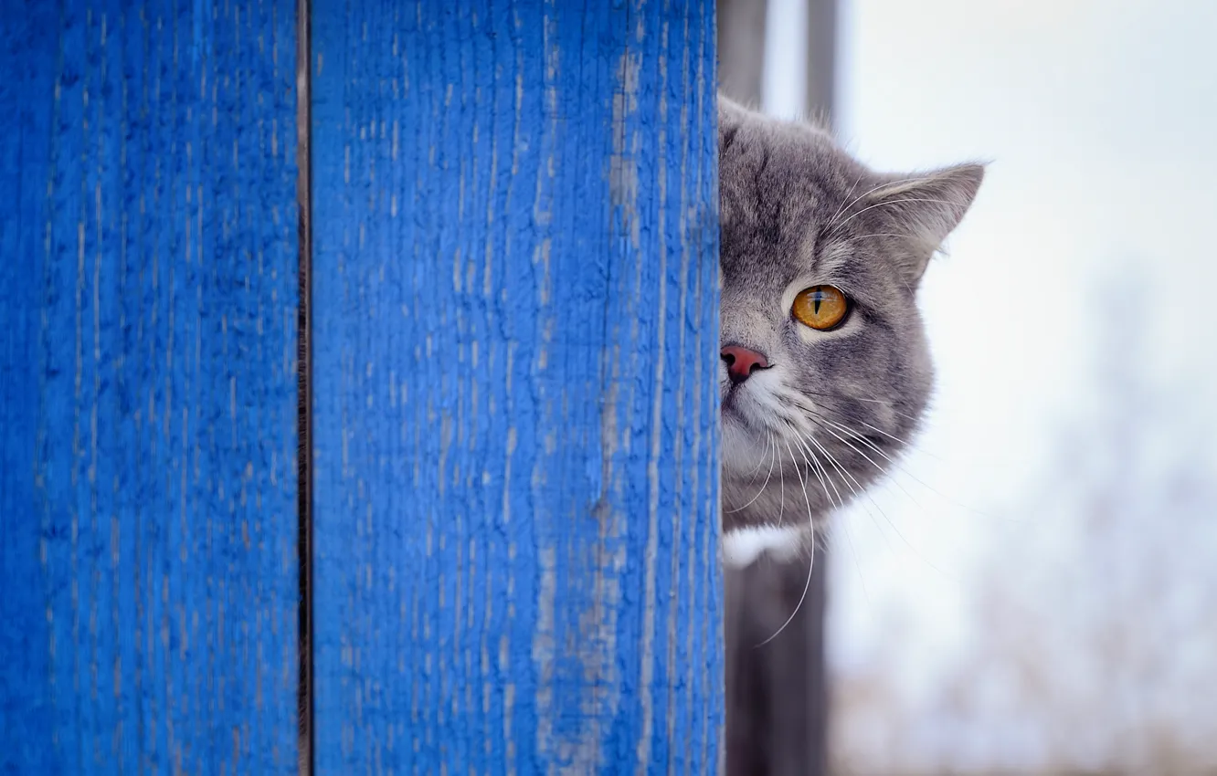 Photo wallpaper cat, cat, look, face, blue, Board, the fence, British