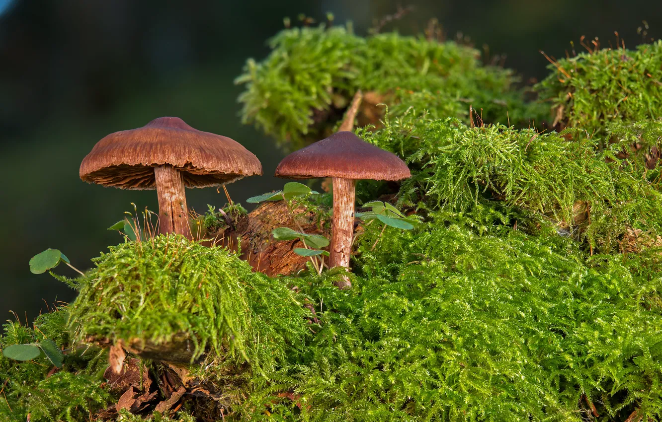 Photo wallpaper forest, mushrooms, moss